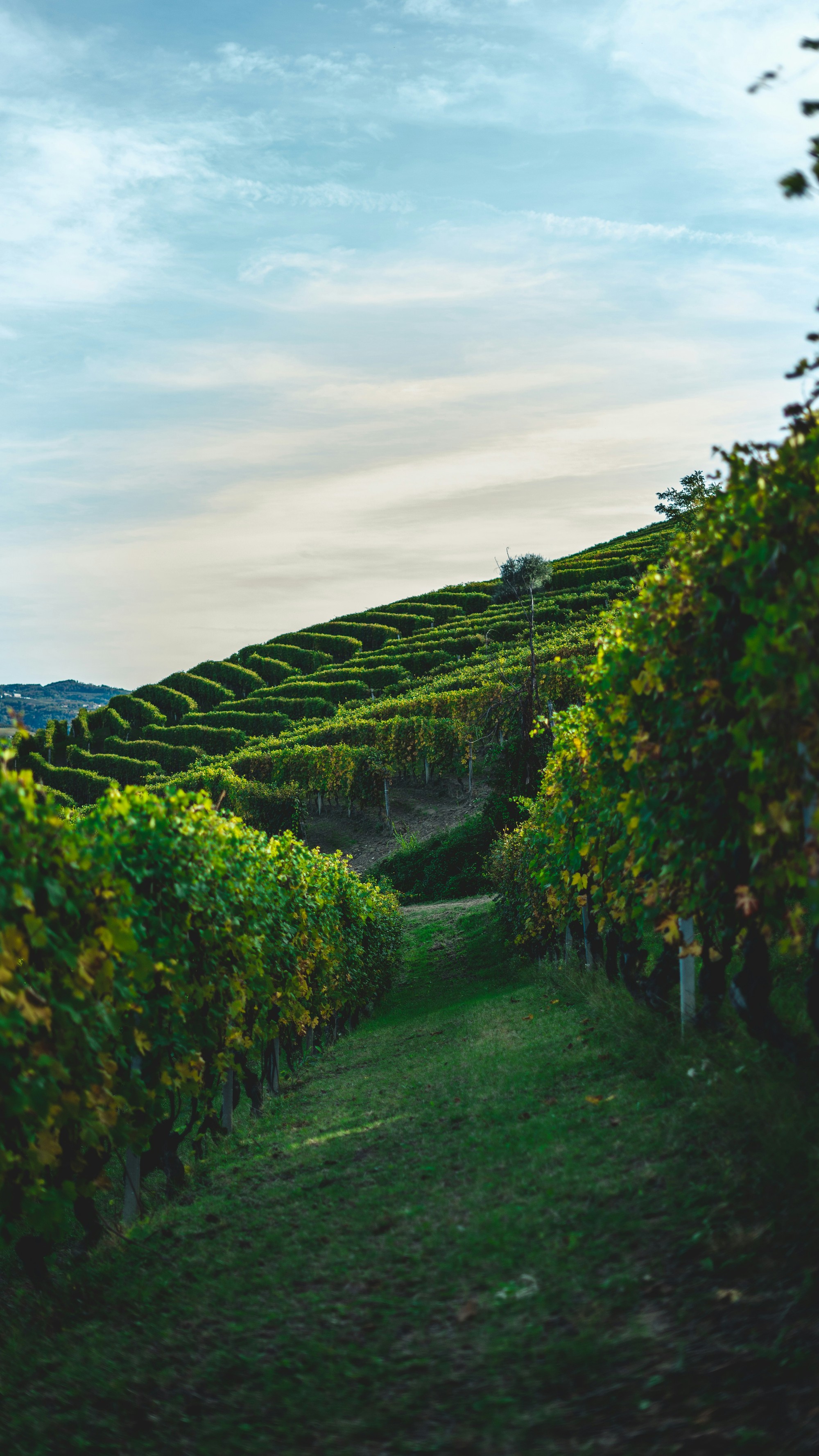 Wine with a little heaven in it