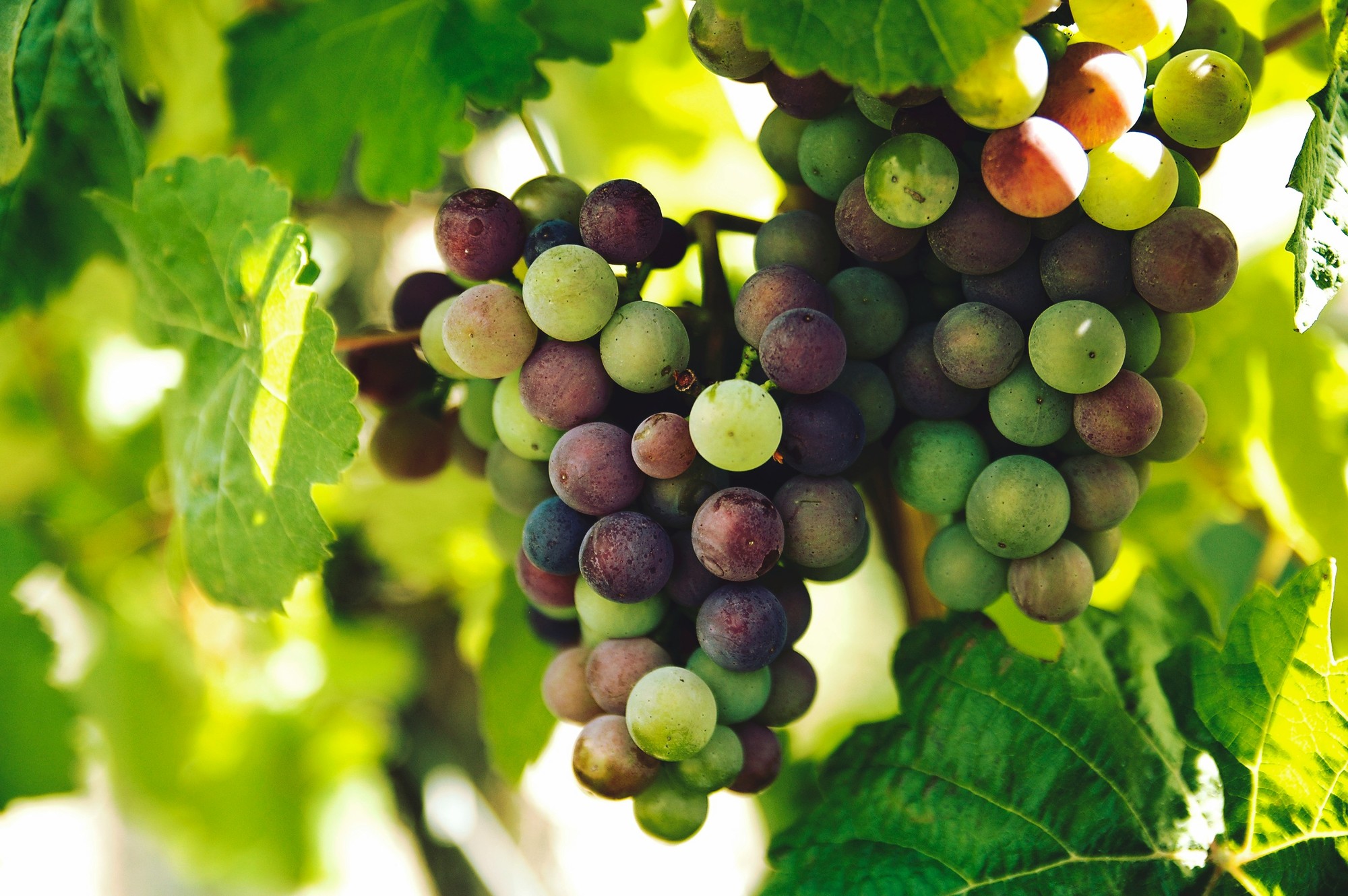 Wine and grapes