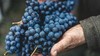Cabernet Sauvignon thumbnail 2