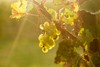 White Wine thumbnail 3
