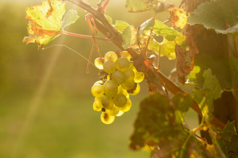 White Wine image 3
